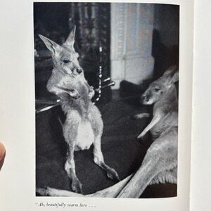 1962 The Lincoln Kangaroos England Kangaroo Joey Australian Animal Story